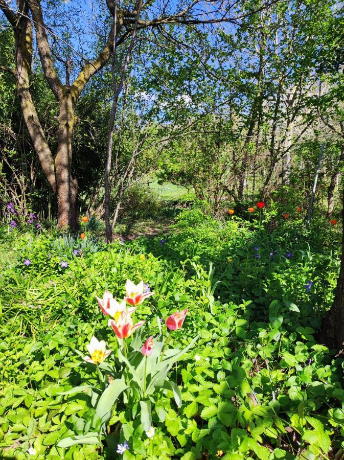 Il Giardino Del Gallo شيراسكو المظهر الخارجي الصورة