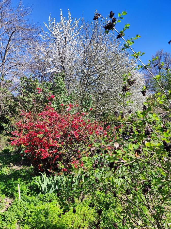 Il Giardino Del Gallo شيراسكو المظهر الخارجي الصورة