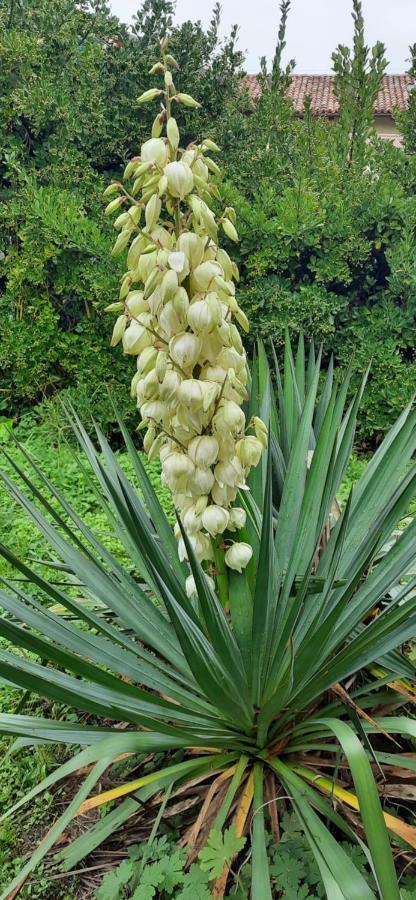 Il Giardino Del Gallo شيراسكو المظهر الخارجي الصورة