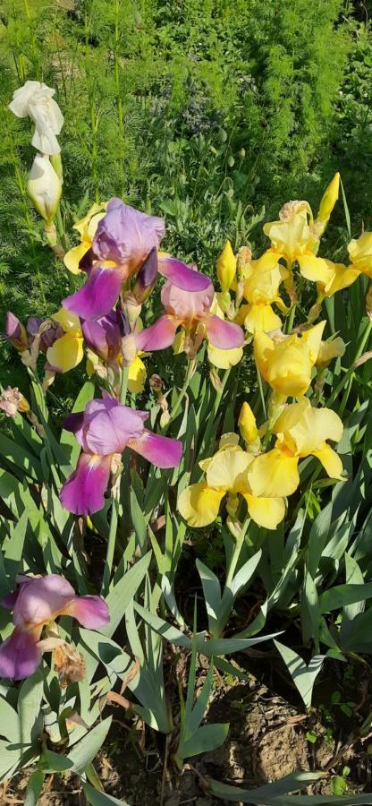 Il Giardino Del Gallo شيراسكو المظهر الخارجي الصورة