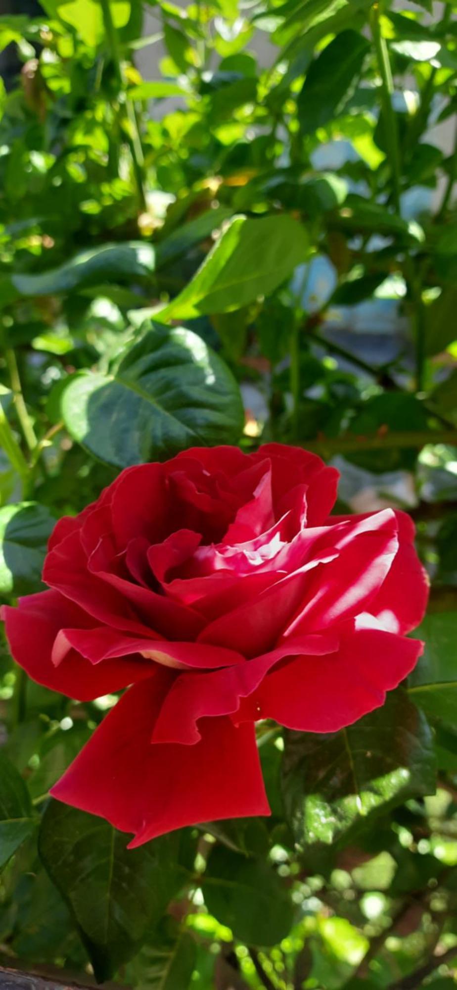 Il Giardino Del Gallo شيراسكو المظهر الخارجي الصورة