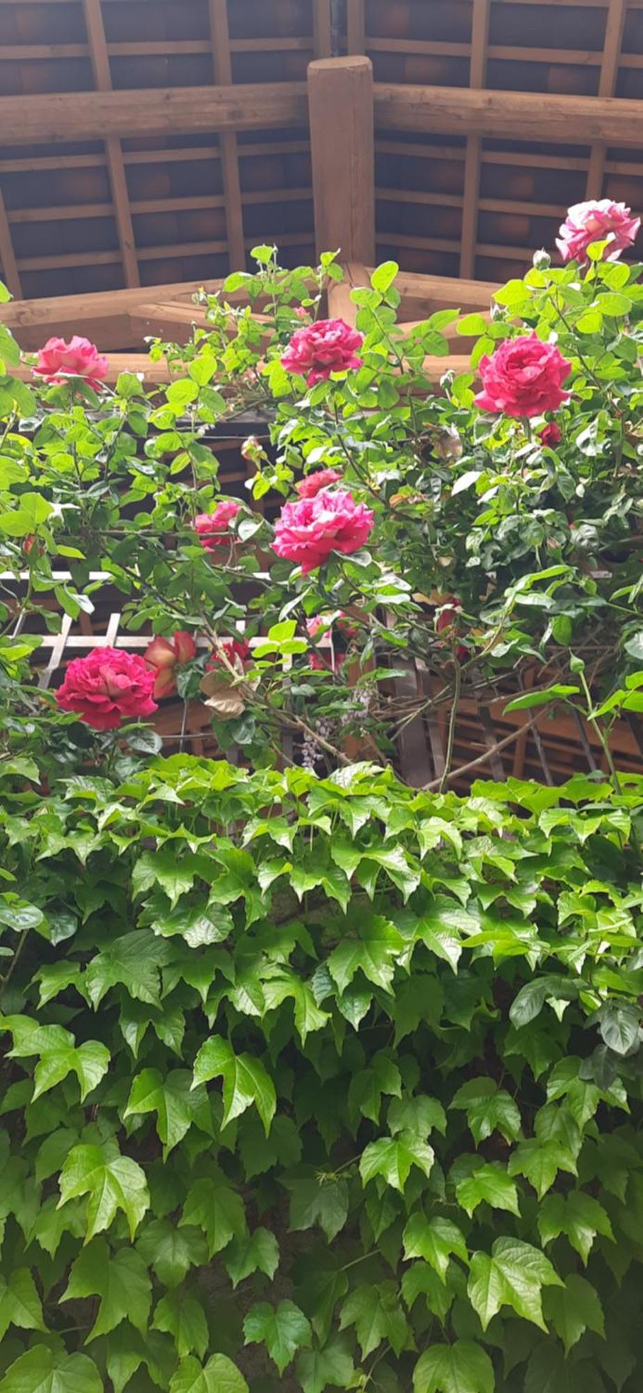 Il Giardino Del Gallo شيراسكو المظهر الخارجي الصورة