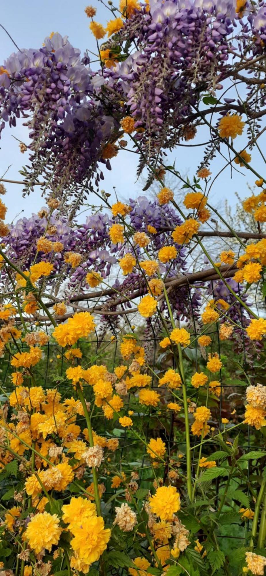 Il Giardino Del Gallo شيراسكو المظهر الخارجي الصورة