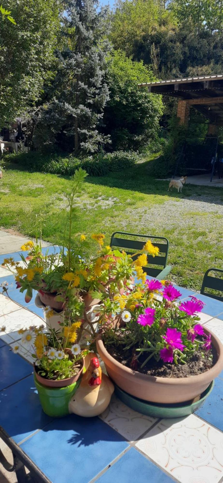 Il Giardino Del Gallo شيراسكو المظهر الخارجي الصورة