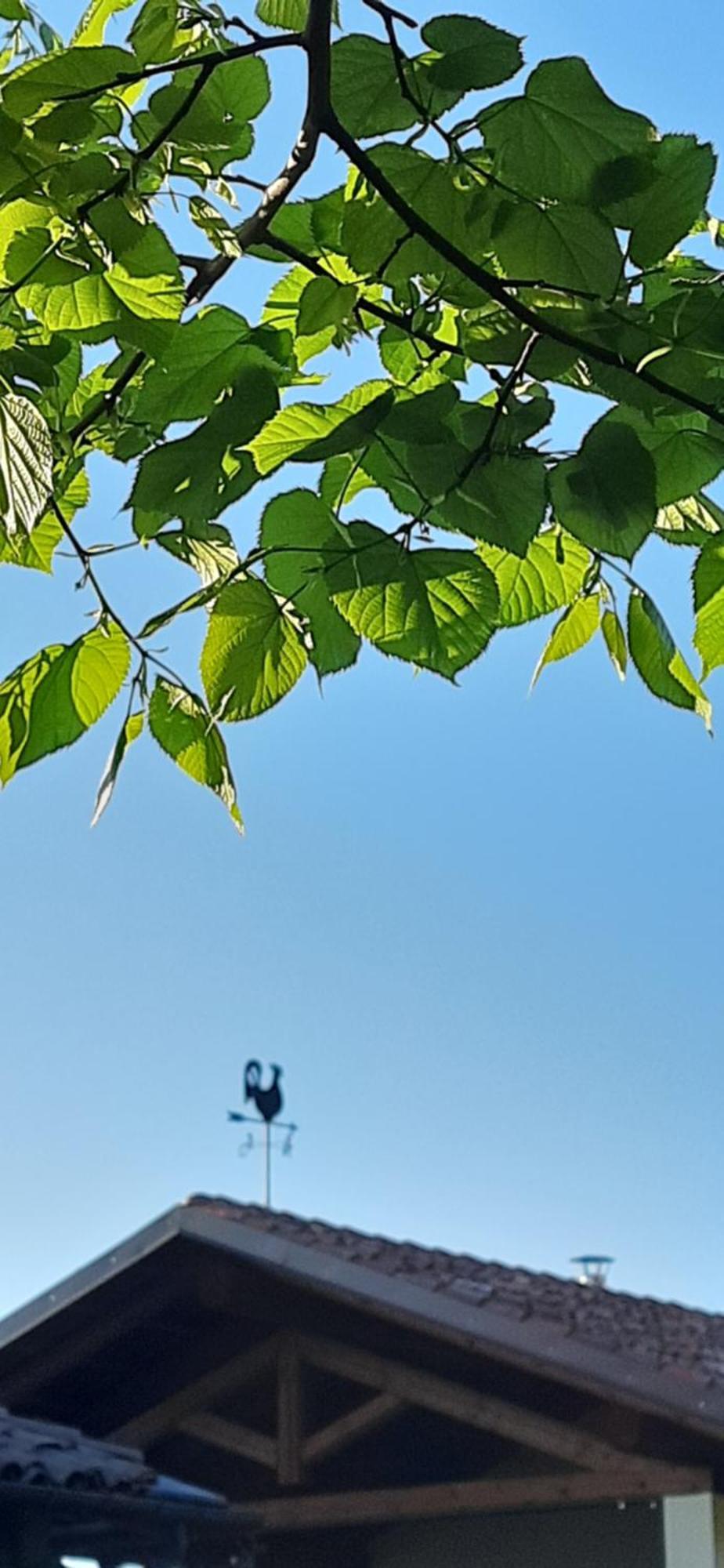 Il Giardino Del Gallo شيراسكو المظهر الخارجي الصورة