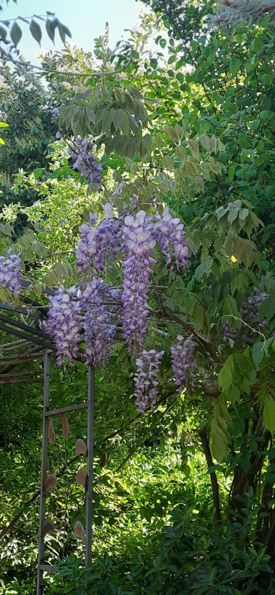 Il Giardino Del Gallo شيراسكو المظهر الخارجي الصورة