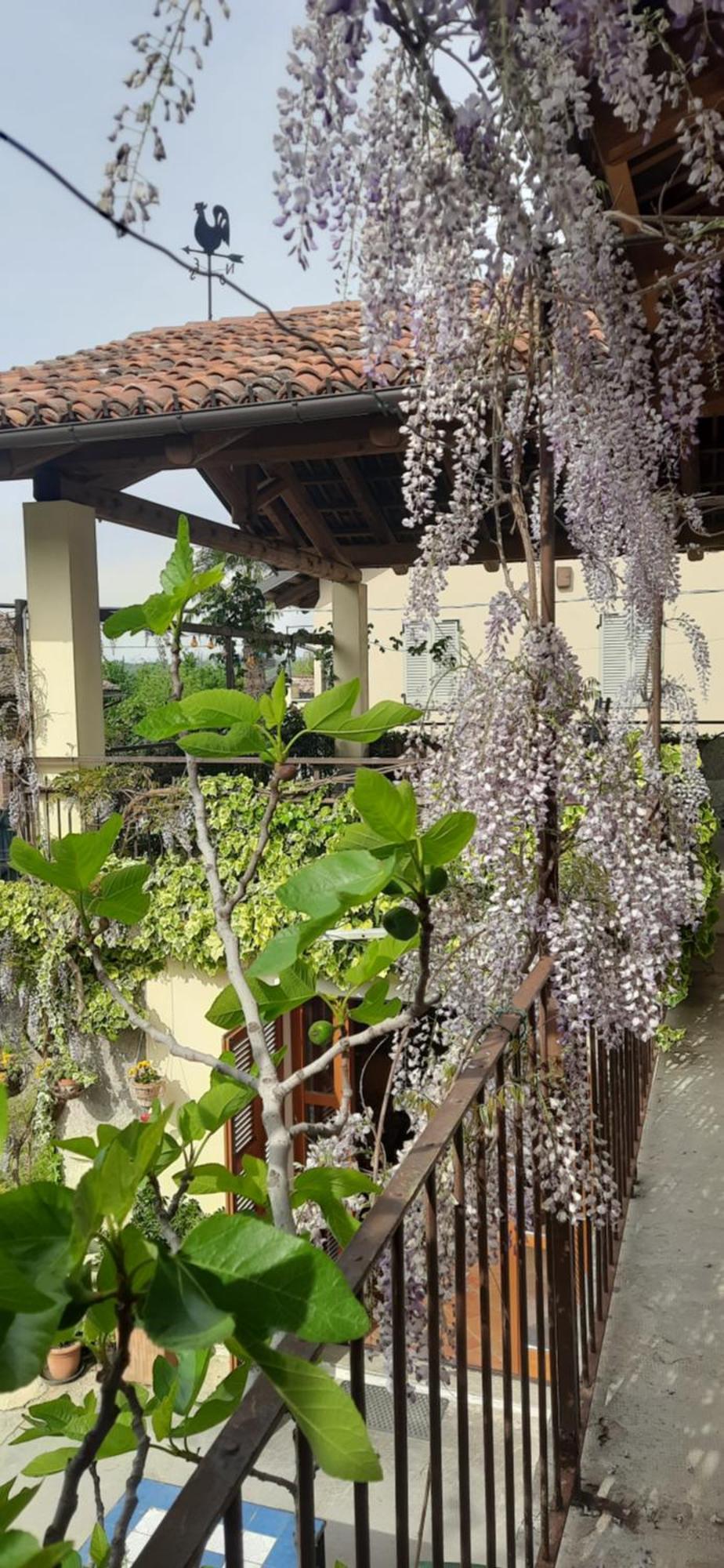 Il Giardino Del Gallo شيراسكو المظهر الخارجي الصورة